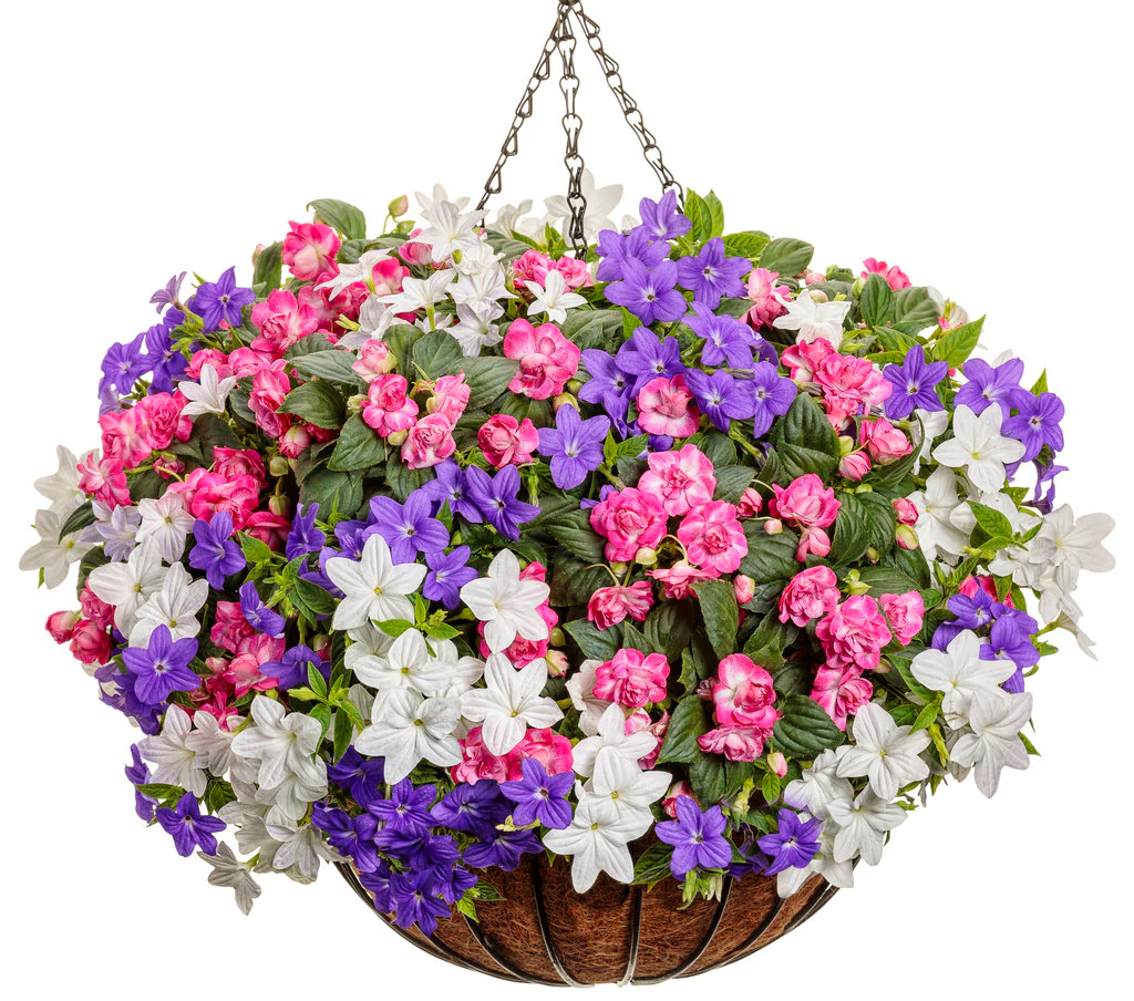 Endless™ Illumination Browallia | Proven Winners - Image 4