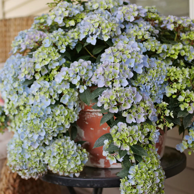 FAIRYTRAIL FRESCO™ Cascade Hydrangea