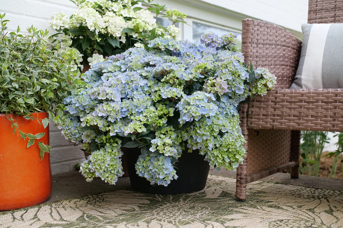 FAIRYTRAIL FRESCO™ Cascade Hydrangea - Image 2