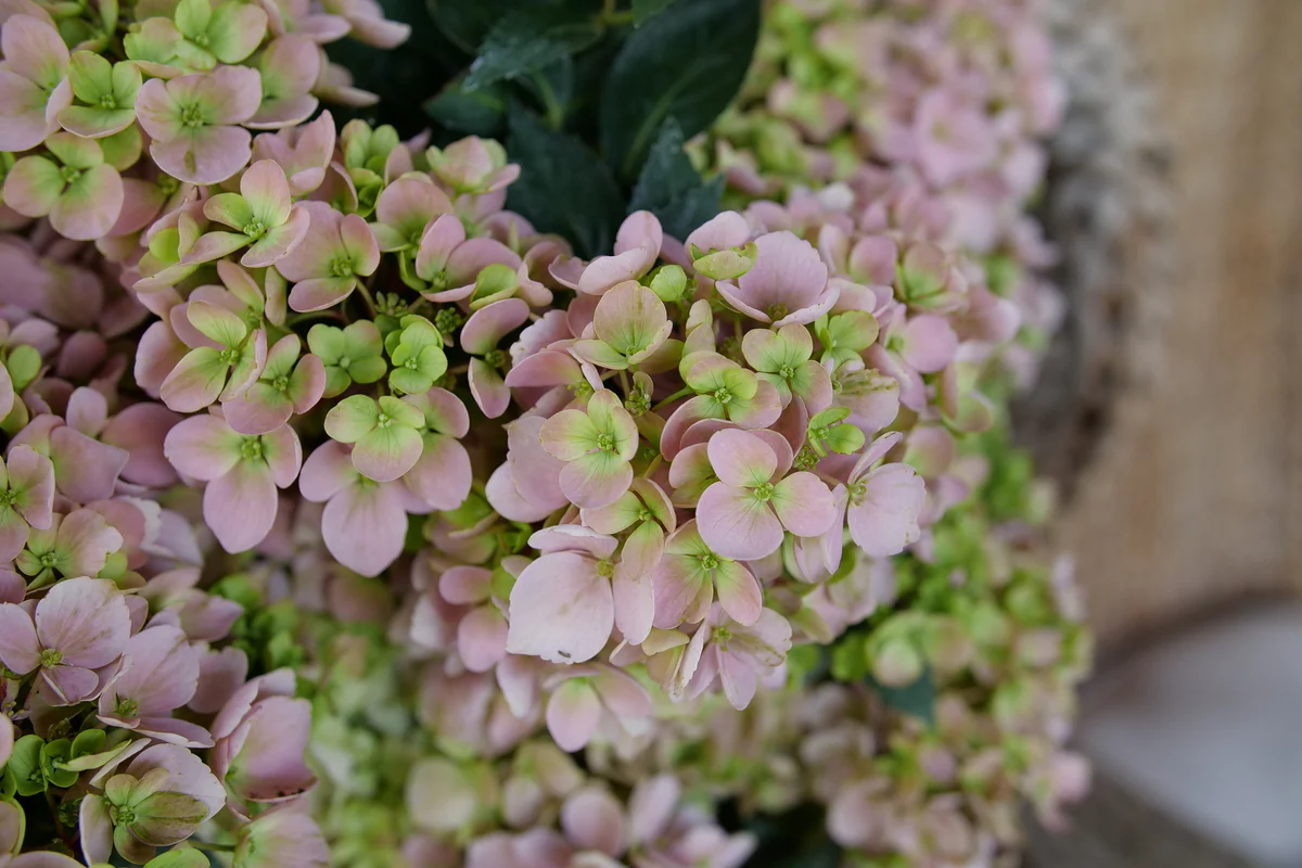 FAIRYTRAIL FRESCO™ Cascade Hydrangea - Image 3