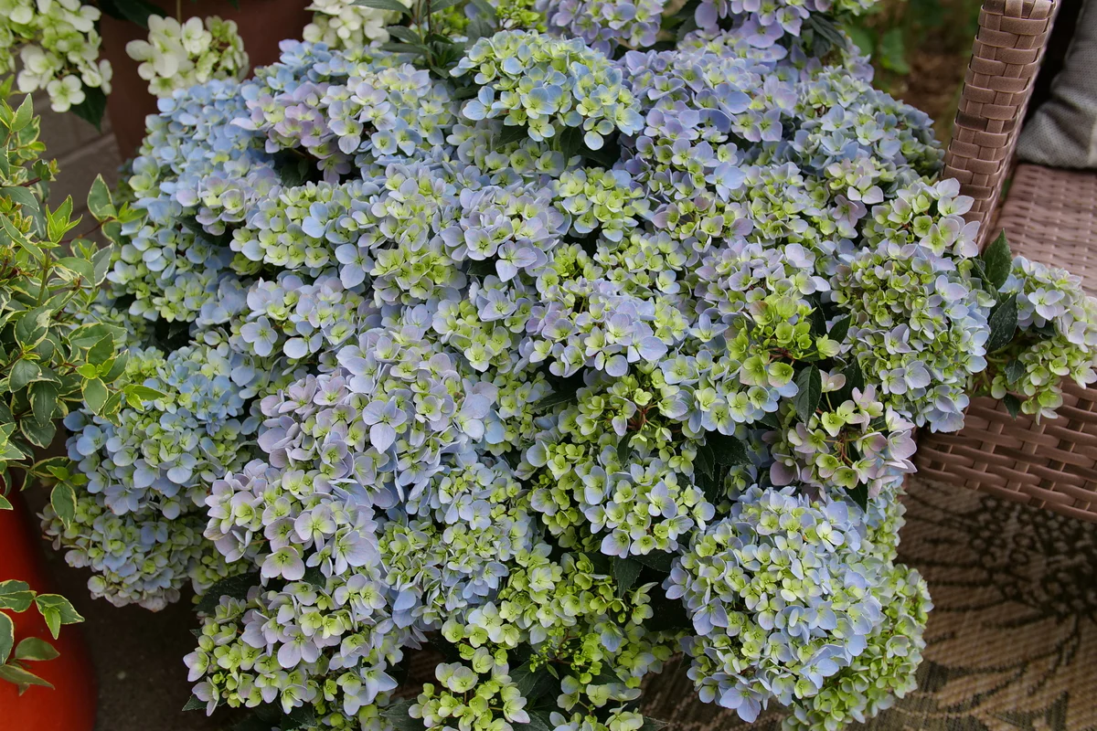 FAIRYTRAIL FRESCO™ Cascade Hydrangea - Image 4
