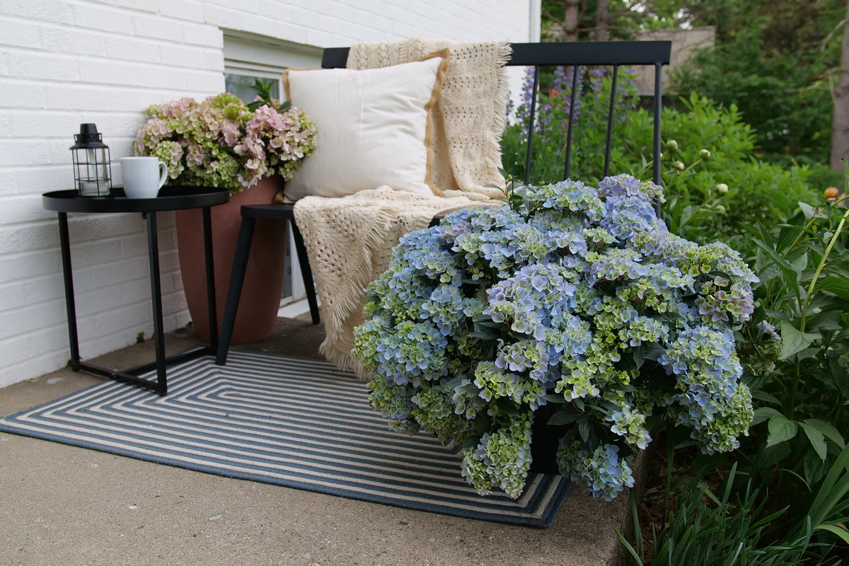 FAIRYTRAIL FRESCO™ Cascade Hydrangea - Image 5