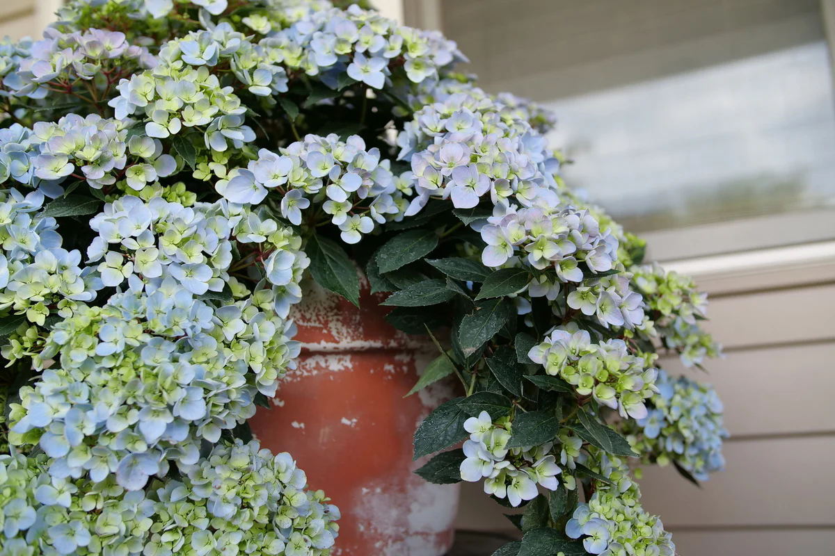 FAIRYTRAIL FRESCO™ Cascade Hydrangea - Image 6