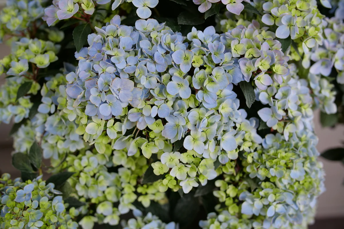 FAIRYTRAIL FRESCO™ Cascade Hydrangea - Image 7