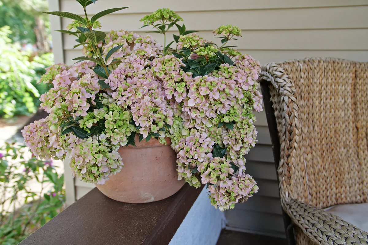 FAIRYTRAIL FRESCO™ Cascade Hydrangea - Image 8