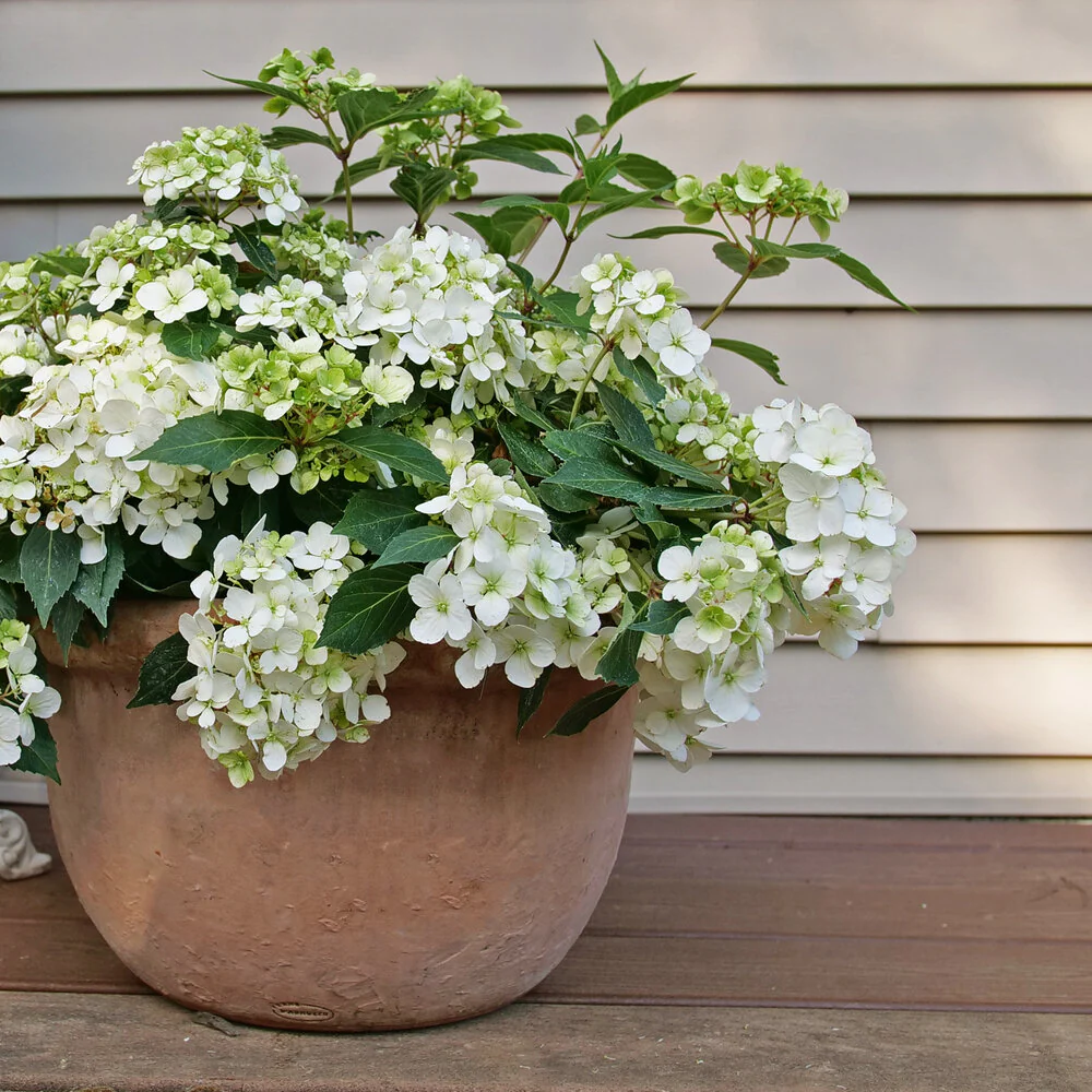 Fairytrail® White Cascade Hydrangea
