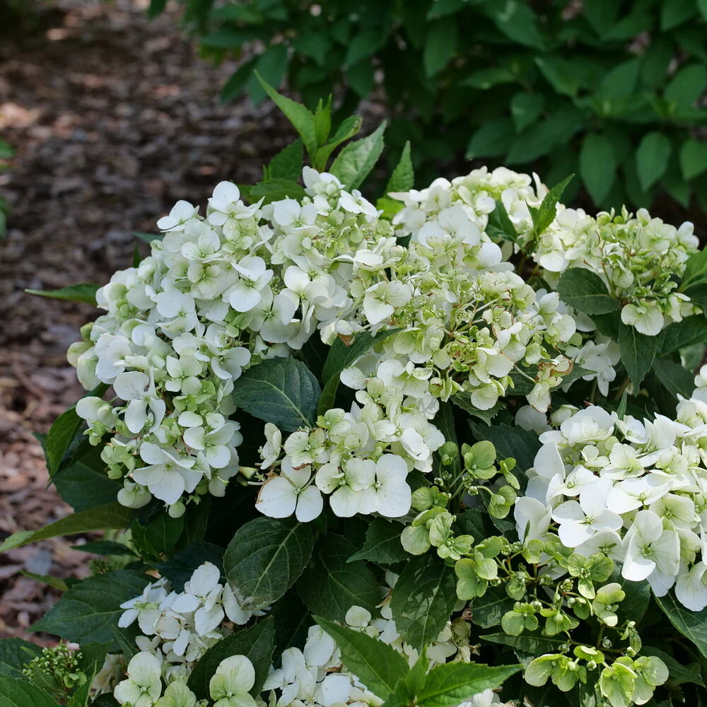 Fairytrail® White Cascade Hydrangea - Image 2