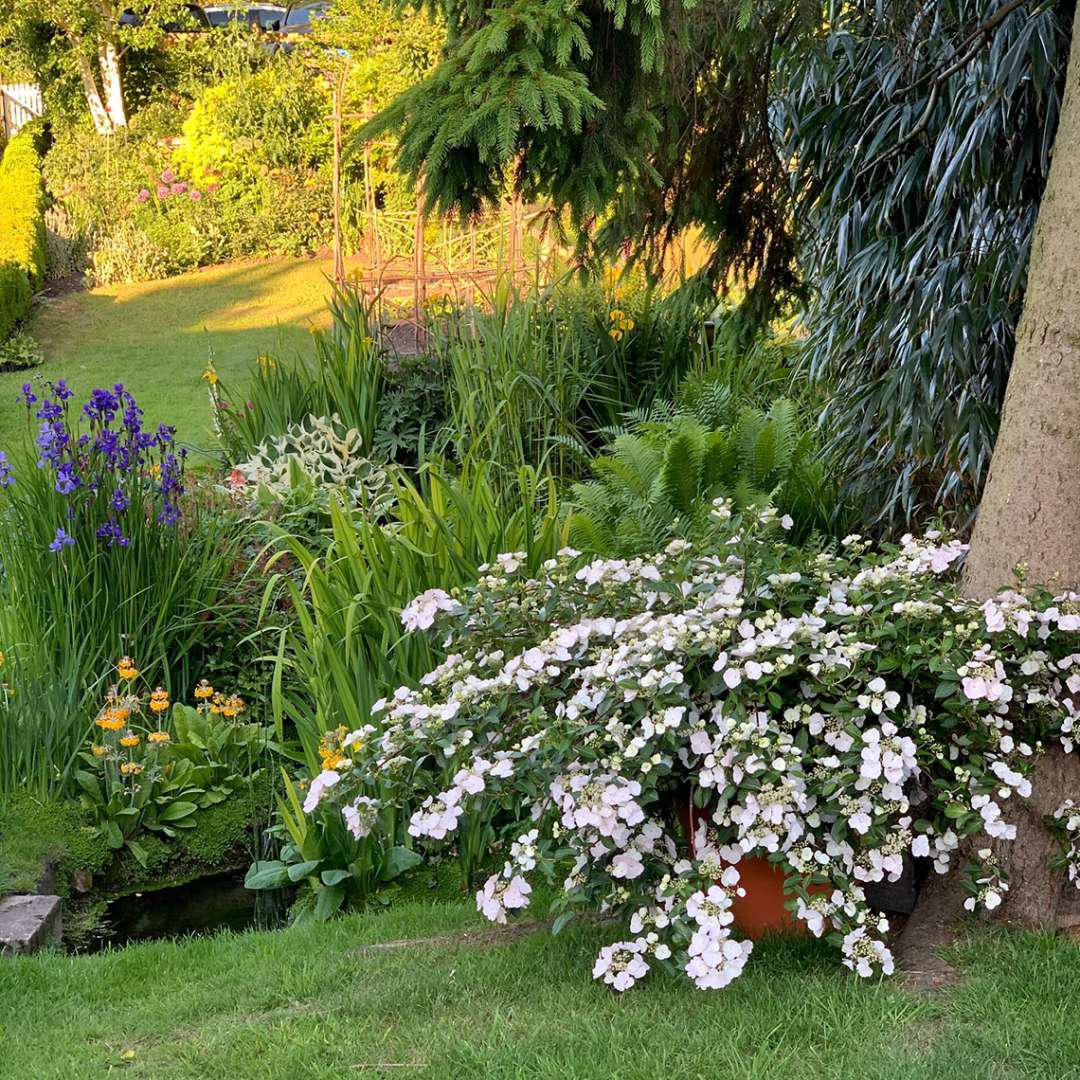 Fairytrail Bride® Cascade Hydrangea® - Image 2
