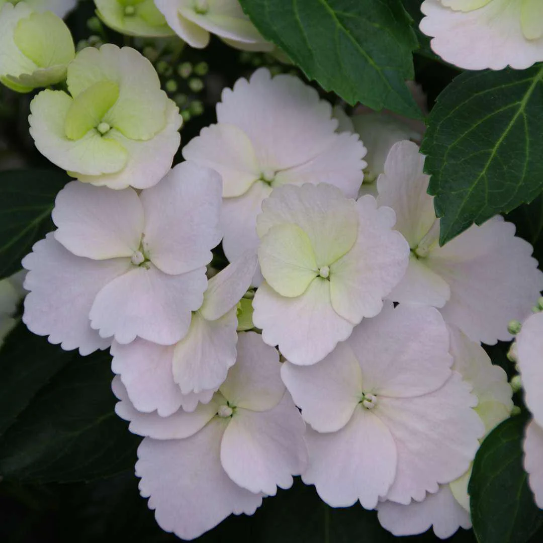 Fairytrail Bride® Cascade Hydrangea® - Image 3