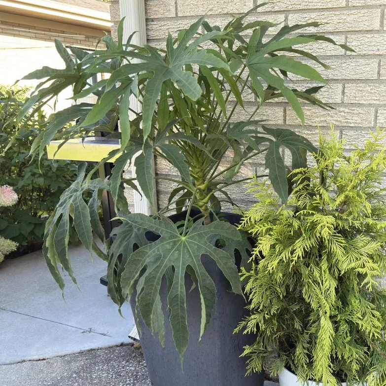 HIGH FIVE™ 'Green Fingers' Fatsia | Proven Winners®
