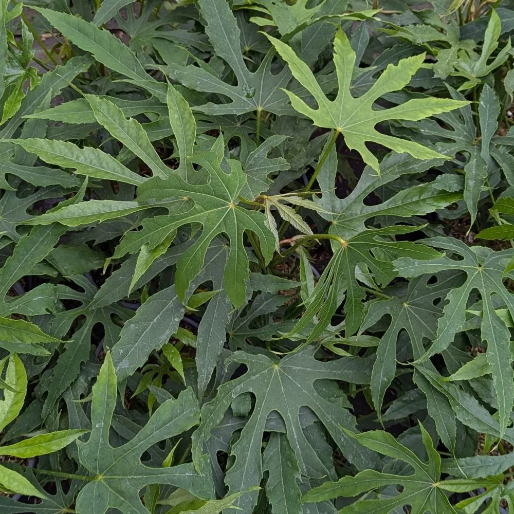 HIGH FIVE™ 'Green Fingers' Fatsia | Proven Winners® - Image 2
