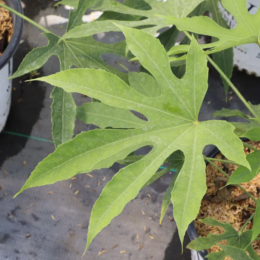 HIGH FIVE™ 'Green Fingers' Fatsia | Proven Winners® - Image 3
