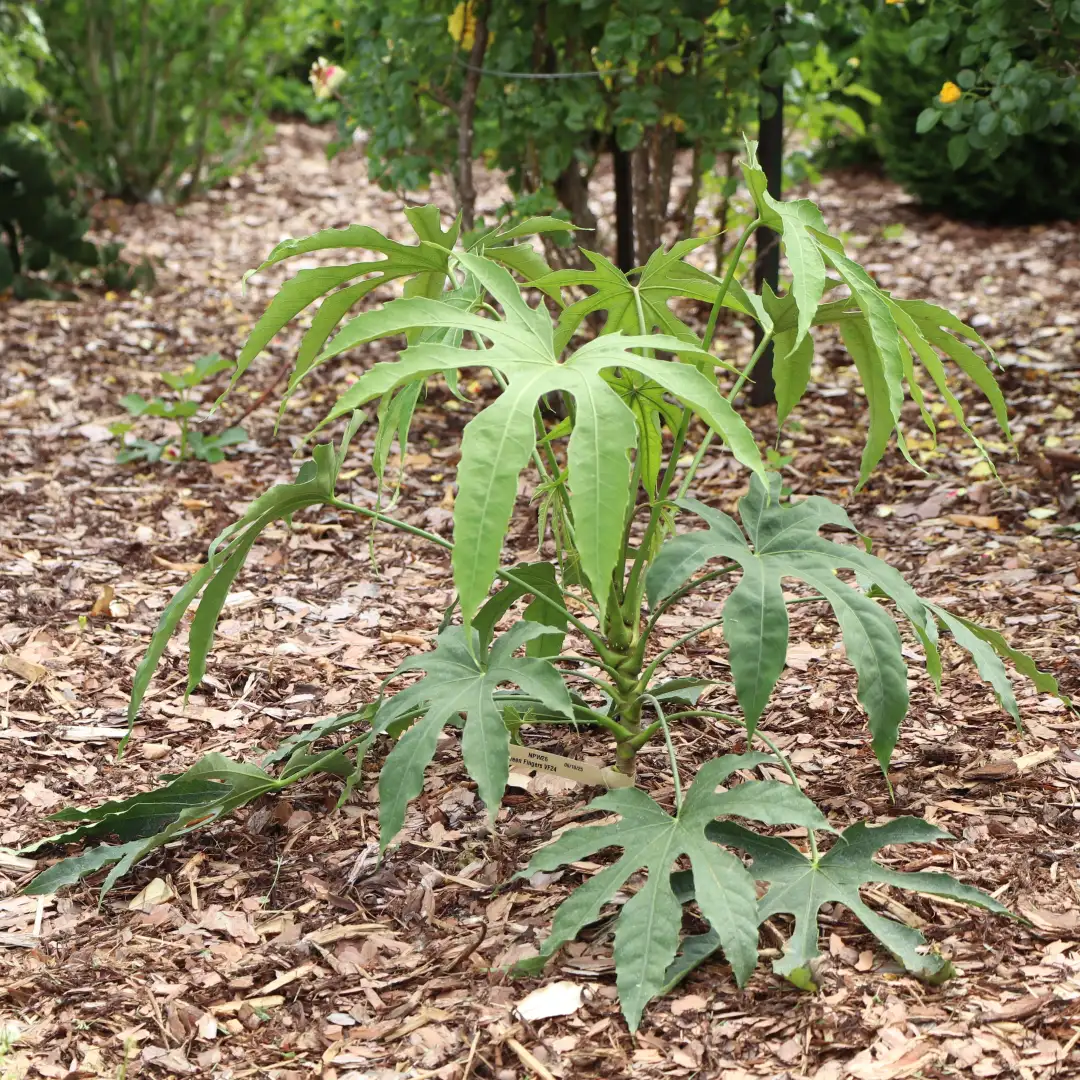 HIGH FIVE™ 'Green Fingers' Fatsia | Proven Winners® - Image 4