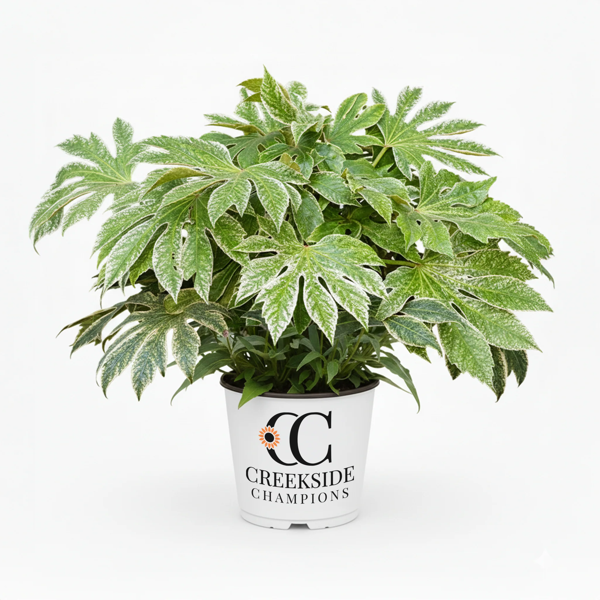 ‘Spider’s Web’ Fatsia Japonica | Creekside Champions™
