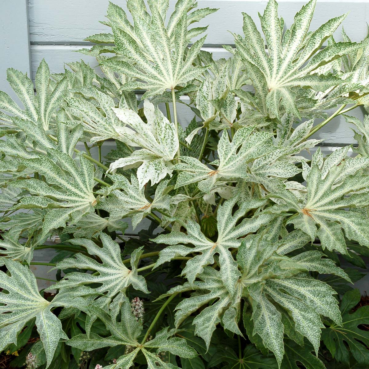‘Spider’s Web’ Fatsia Japonica | Creekside Champions™ - Image 2
