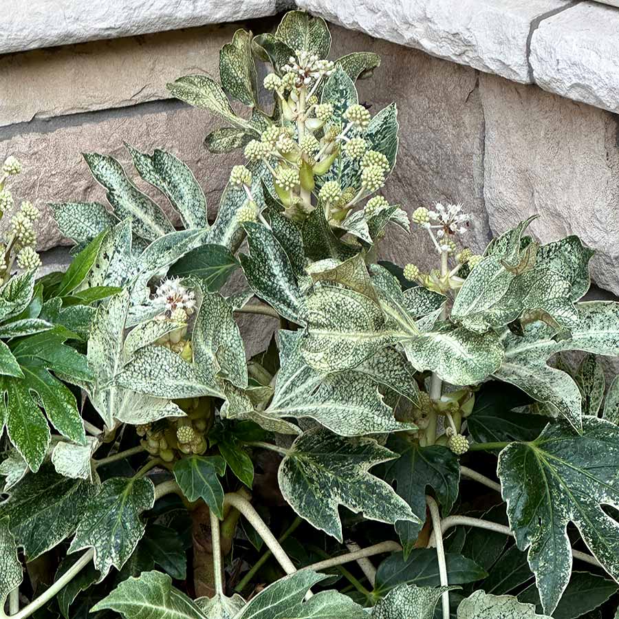 ‘Spider’s Web’ Fatsia Japonica | Creekside Champions™ - Image 3
