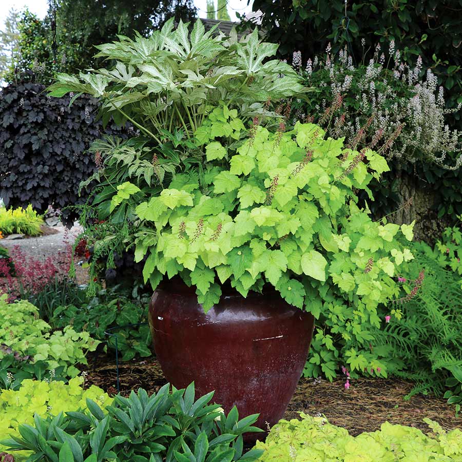 ‘Spider’s Web’ Fatsia Japonica | Creekside Champions™ - Image 4