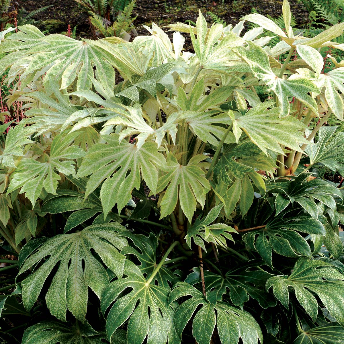 ‘Spider’s Web’ Fatsia Japonica | Creekside Champions™ - Image 5