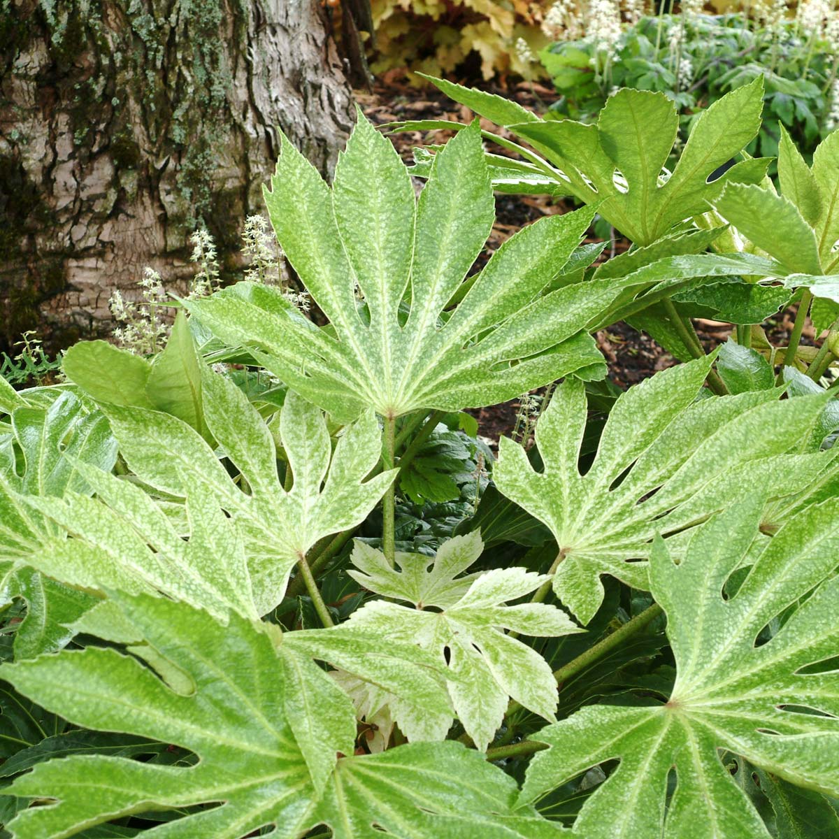 ‘Spider’s Web’ Fatsia Japonica | Creekside Champions™ - Image 6