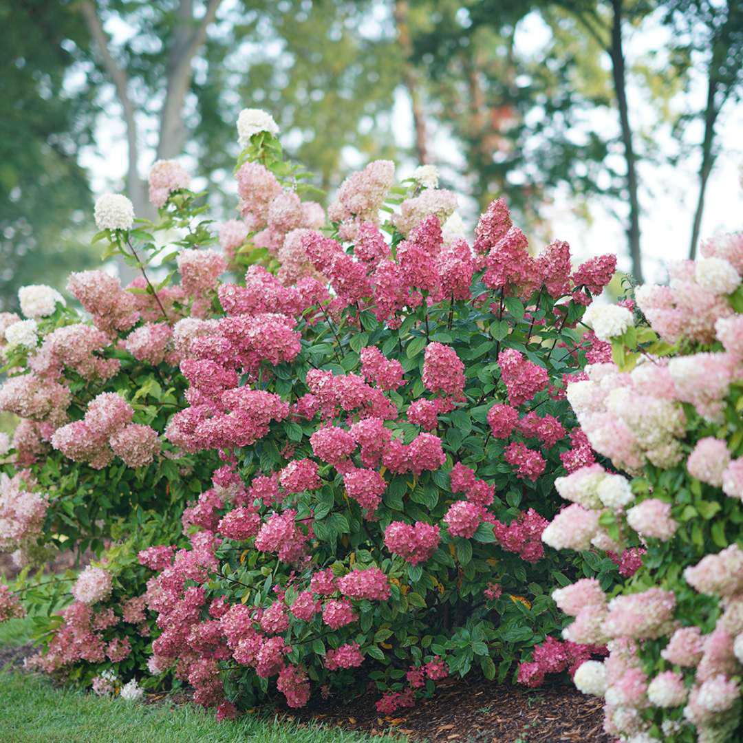FIRE LIGHT® Panicle Hydrangea