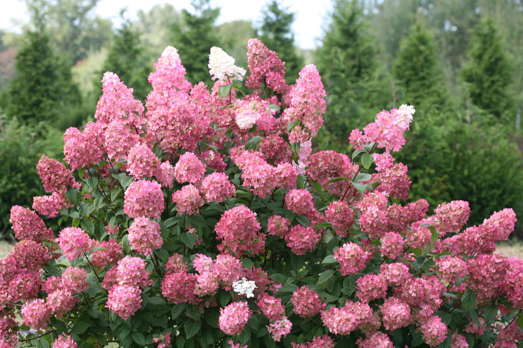FIRE LIGHT® Panicle Hydrangea - Image 2