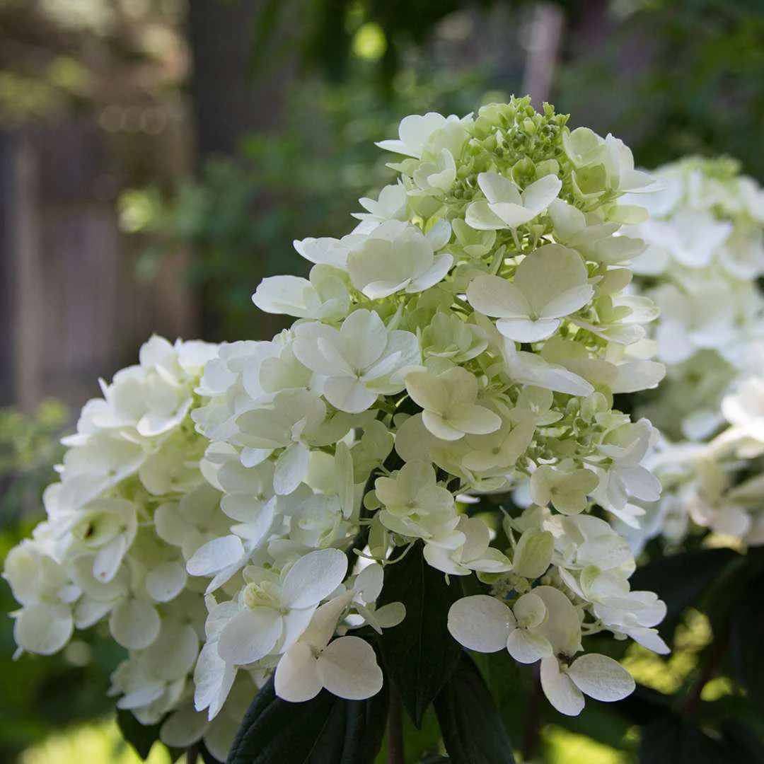 FIRE LIGHT® Panicle Hydrangea - Image 3