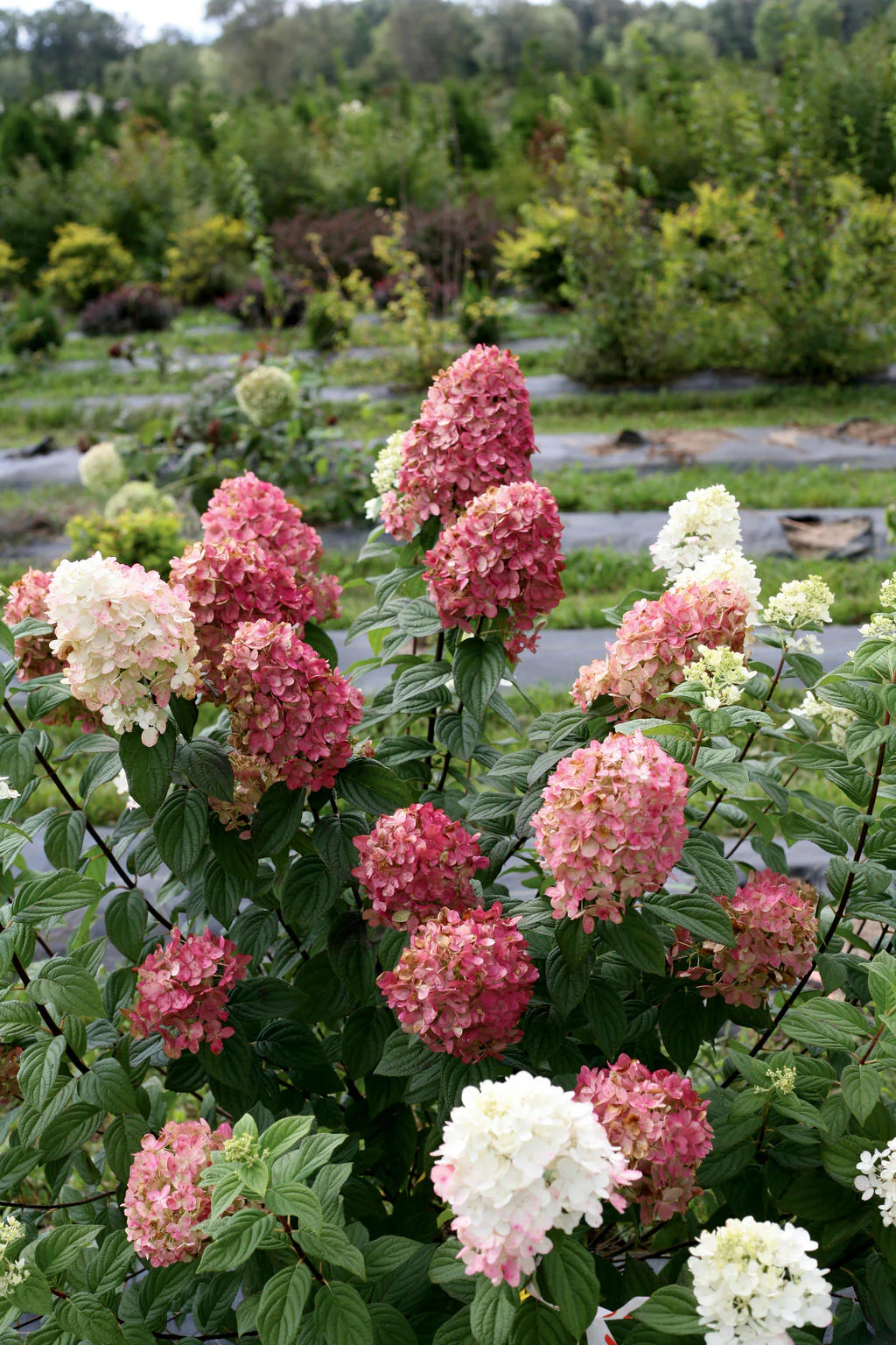 FIRE LIGHT® Panicle Hydrangea - Image 4
