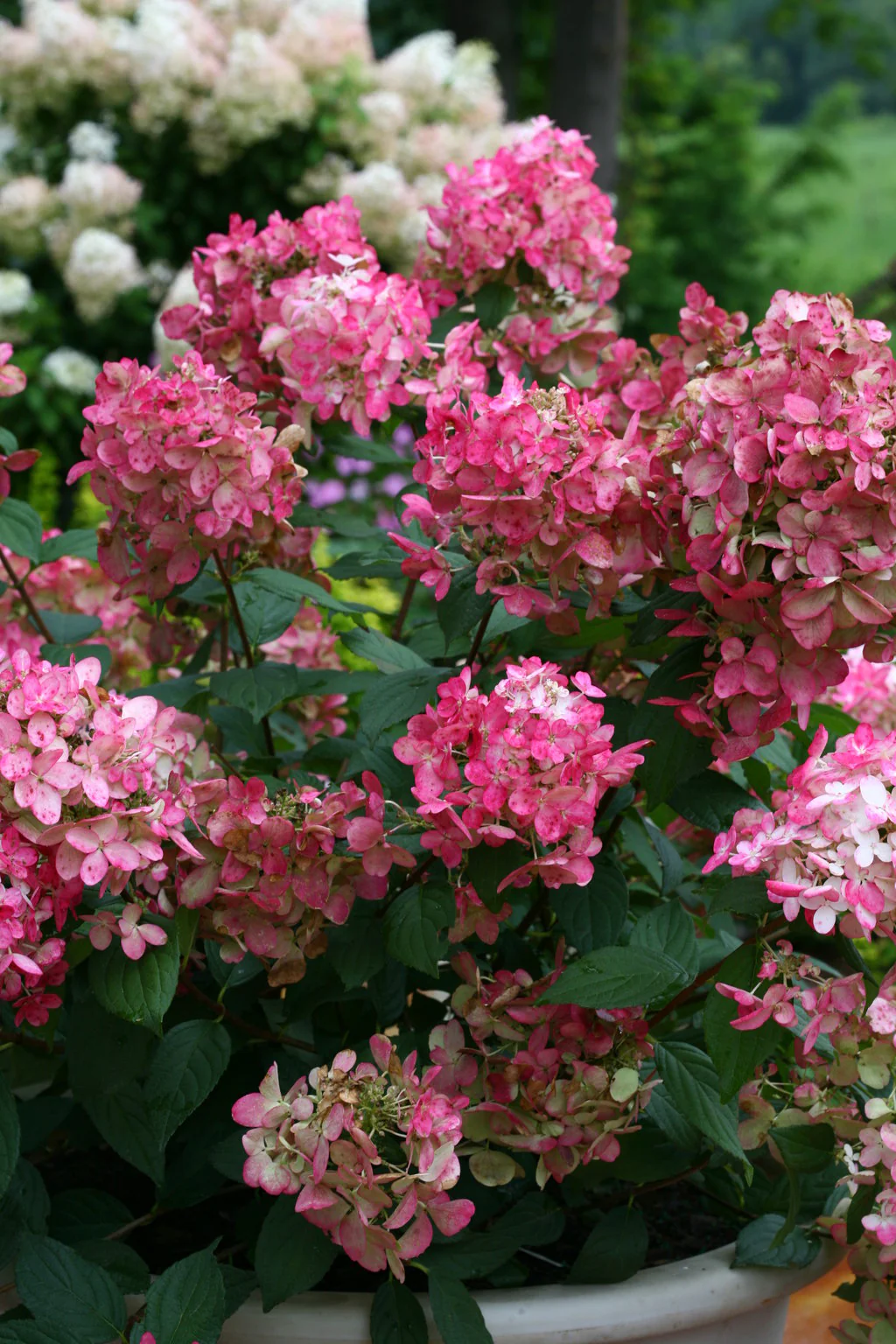 FIRE LIGHT® Panicle Hydrangea - Image 5