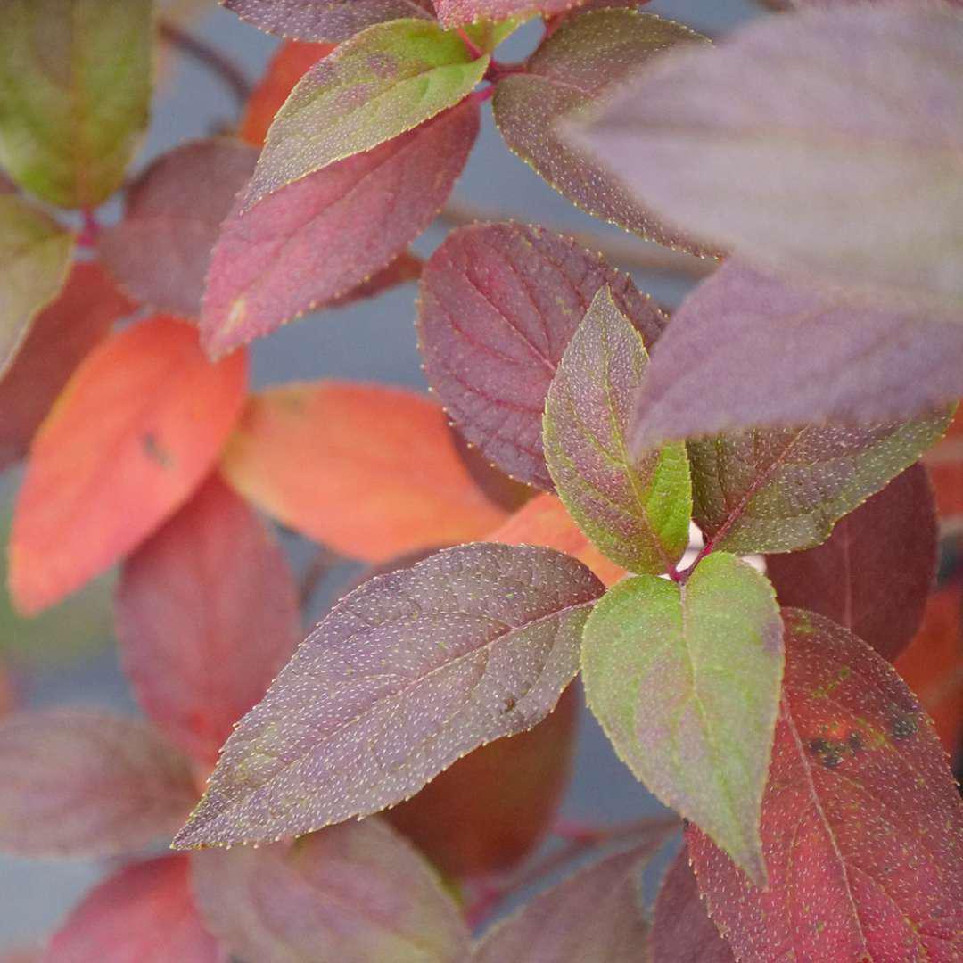FIRE LIGHT TIDBIT® Panicle Hydrangea - Image 3