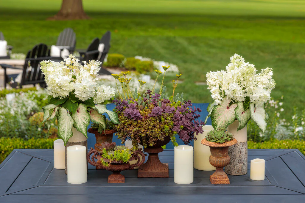 FIRE LIGHT TIDBIT® Panicle Hydrangea - Image 4