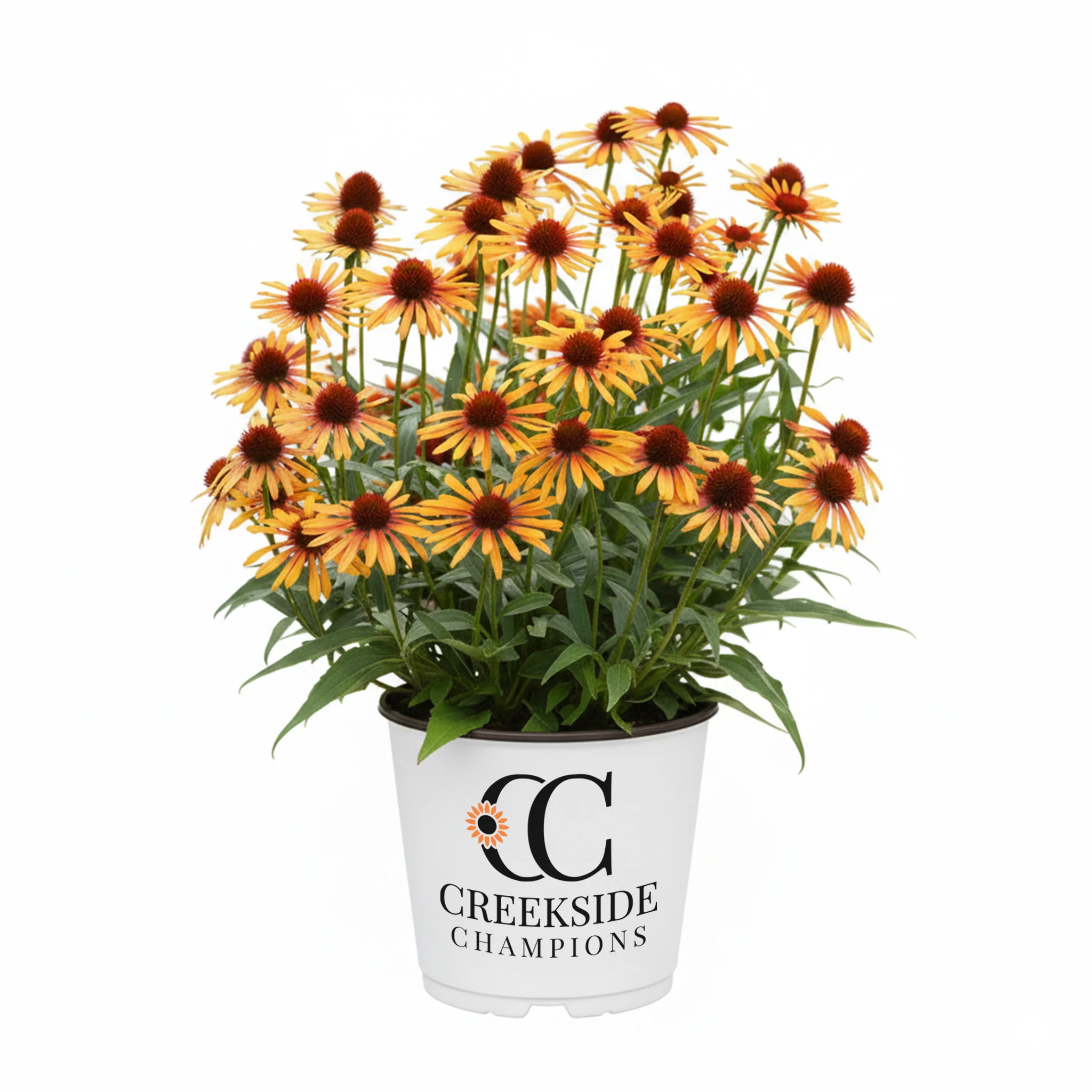 Flame Thrower' Echinacea | Creekside Champions™