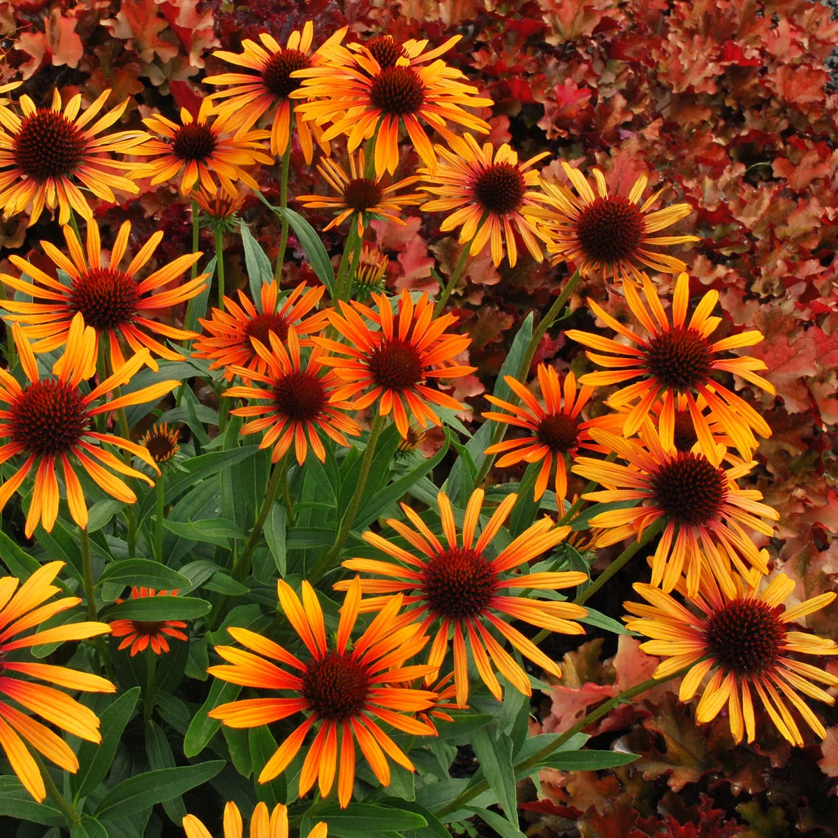 Flame Thrower' Echinacea | Creekside Champions™ - Image 2