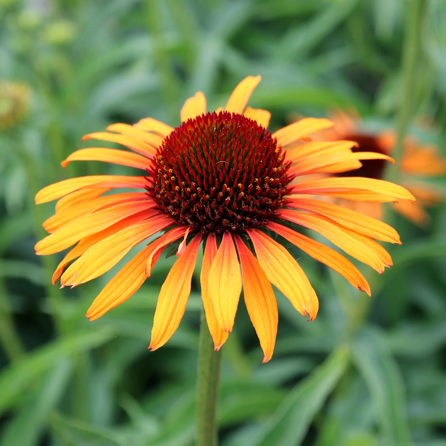 Flame Thrower' Echinacea | Creekside Champions™ - Image 3