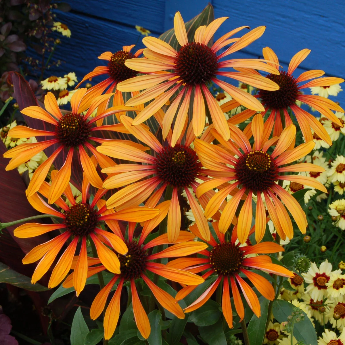 Flame Thrower' Echinacea | Creekside Champions™ - Image 4