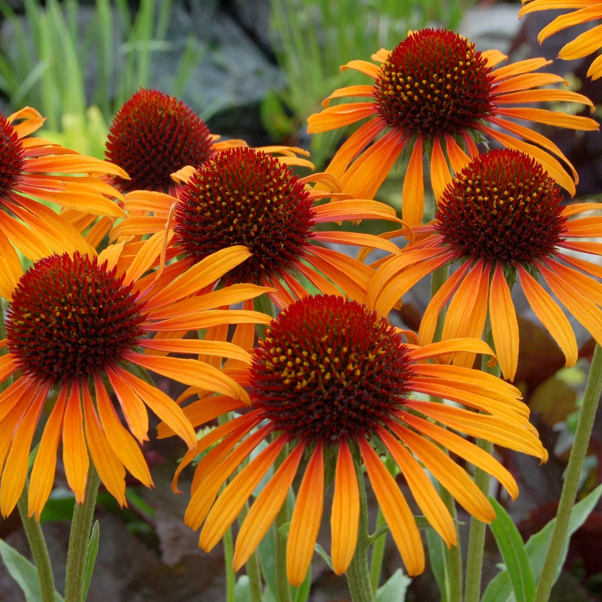 Flame Thrower' Echinacea | Creekside Champions™ - Image 5
