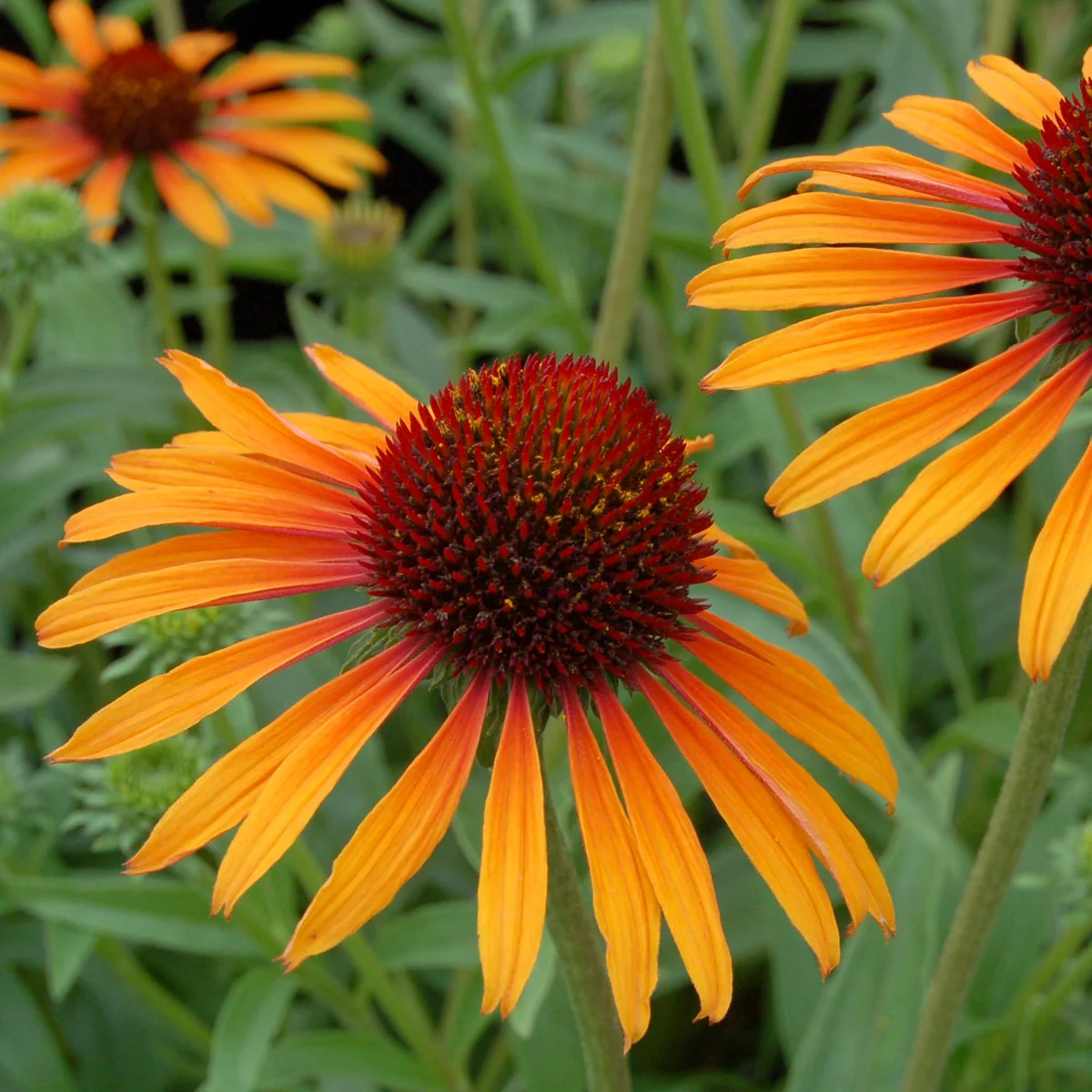 Flame Thrower' Echinacea | Creekside Champions™ - Image 6