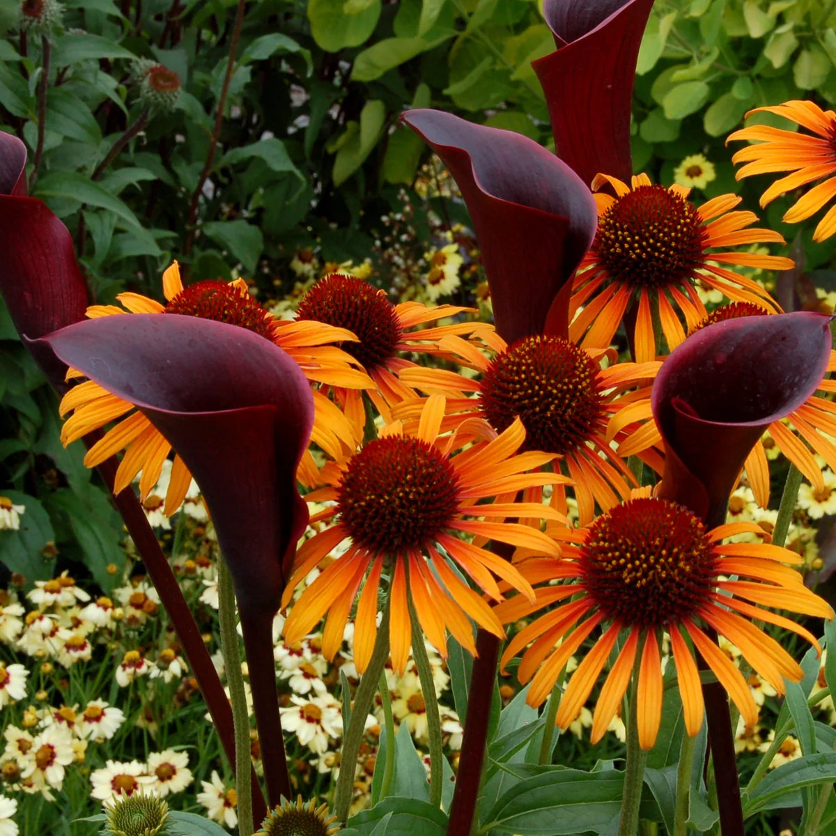 Flame Thrower' Echinacea | Creekside Champions™ - Image 7