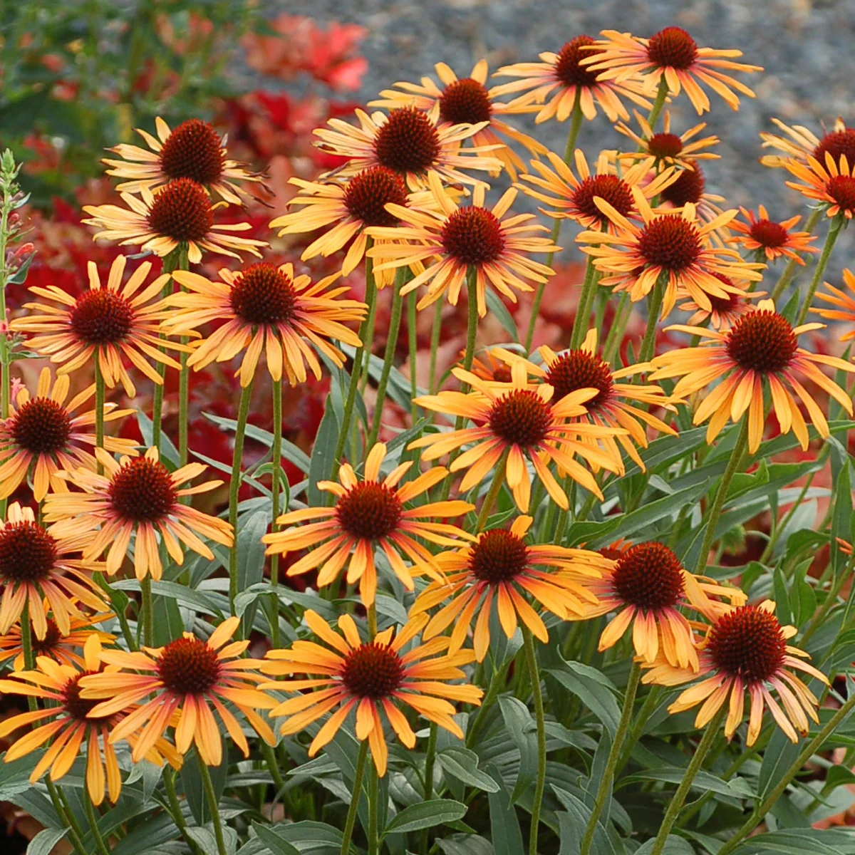 Flame Thrower' Echinacea | Creekside Champions™ - Image 8
