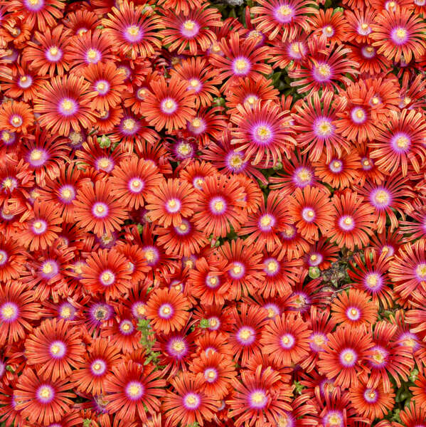 FLASHMOB™ 'Macarena' Delosperma | Creekside Champions™ - Image 3