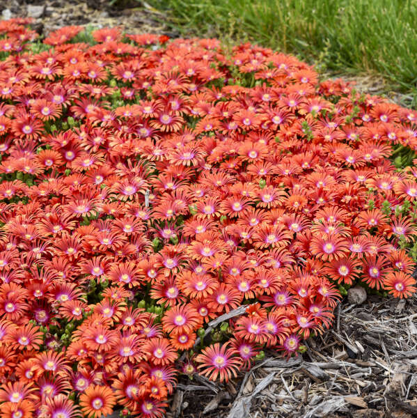 FLASHMOB™ 'Macarena' Delosperma | Creekside Champions™ - Image 4