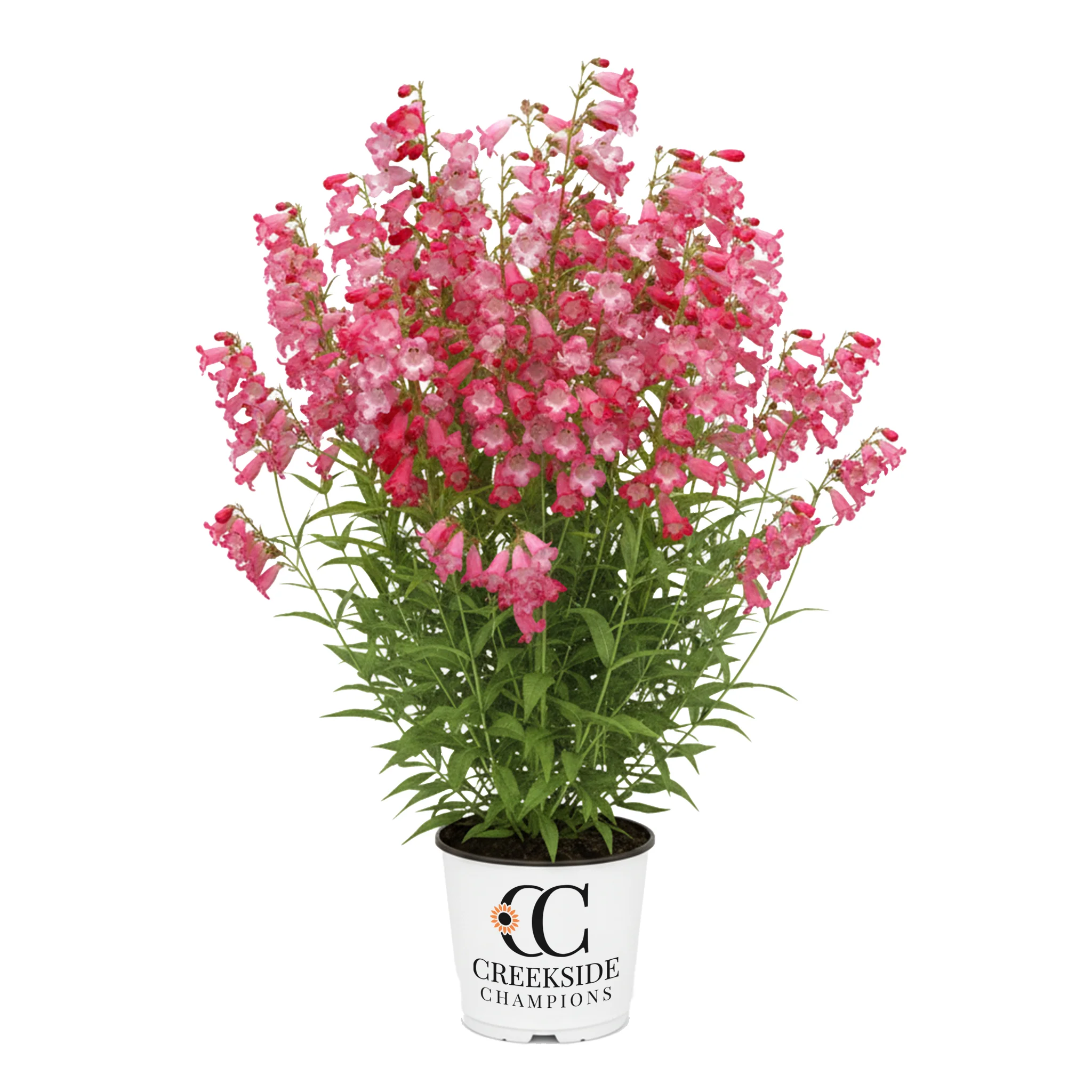 Flock of Flamingos' Penstemon | Creekside Champions™