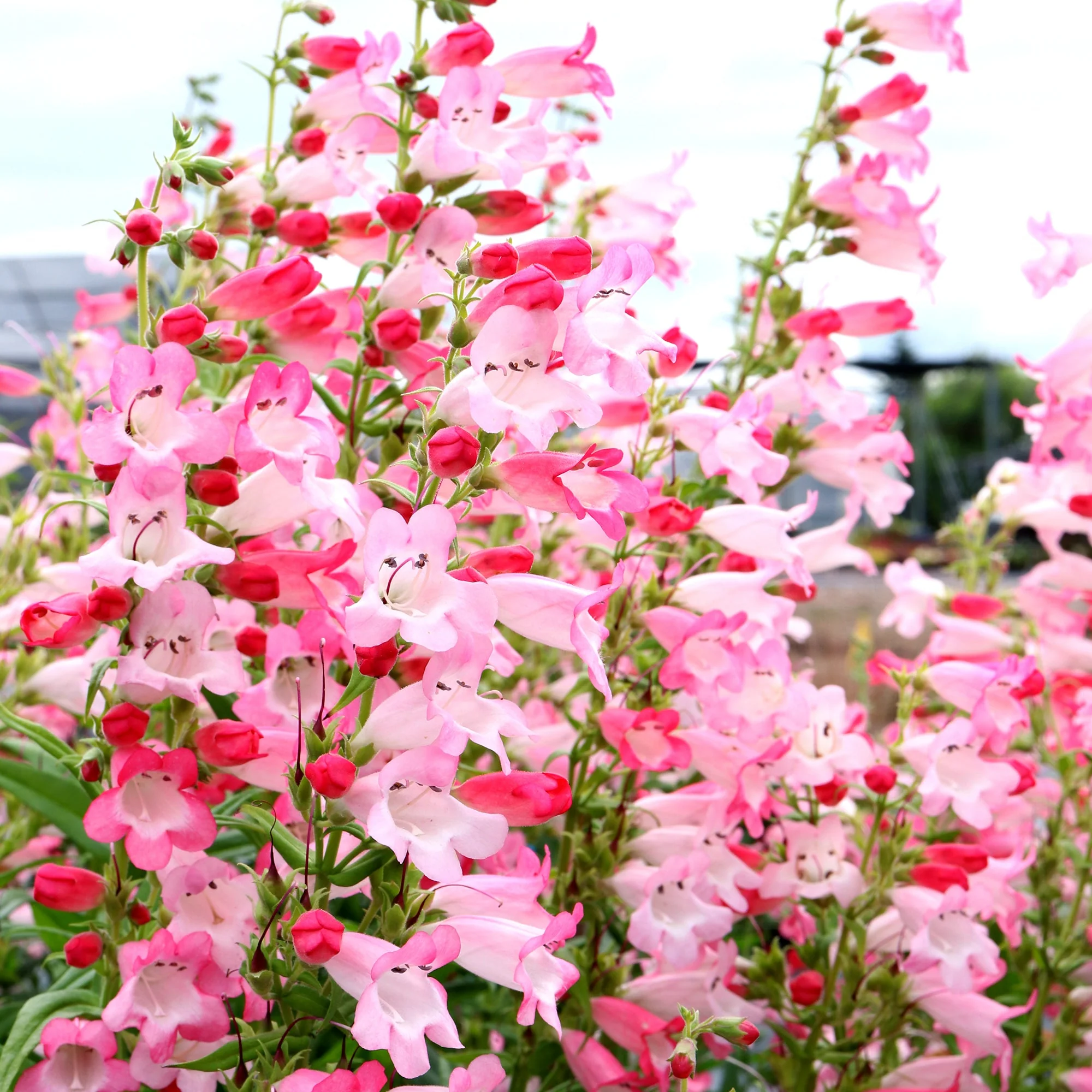 Flock of Flamingos' Penstemon | Creekside Champions™ - Image 2