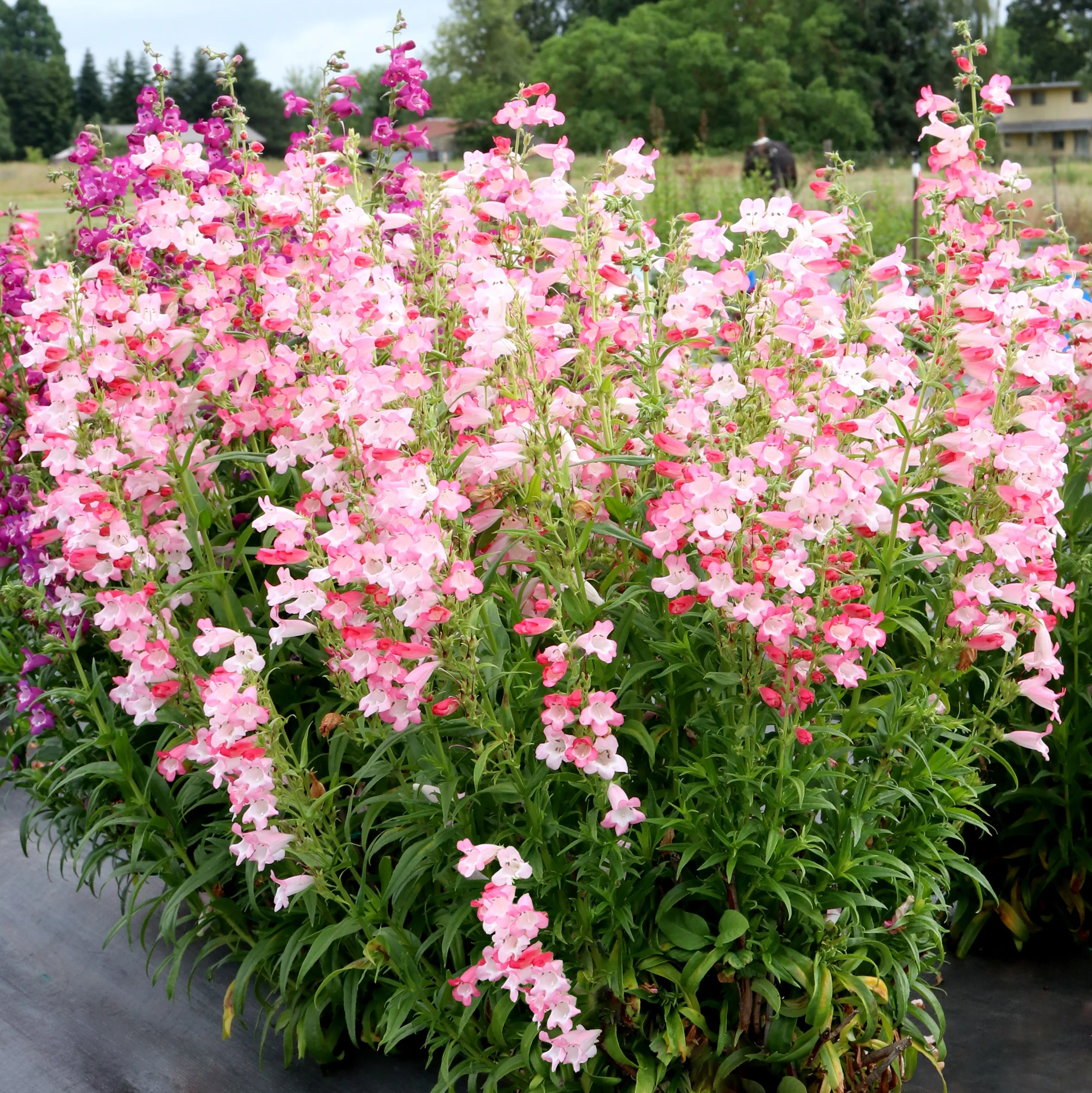 Flock of Flamingos' Penstemon | Creekside Champions™ - Image 3