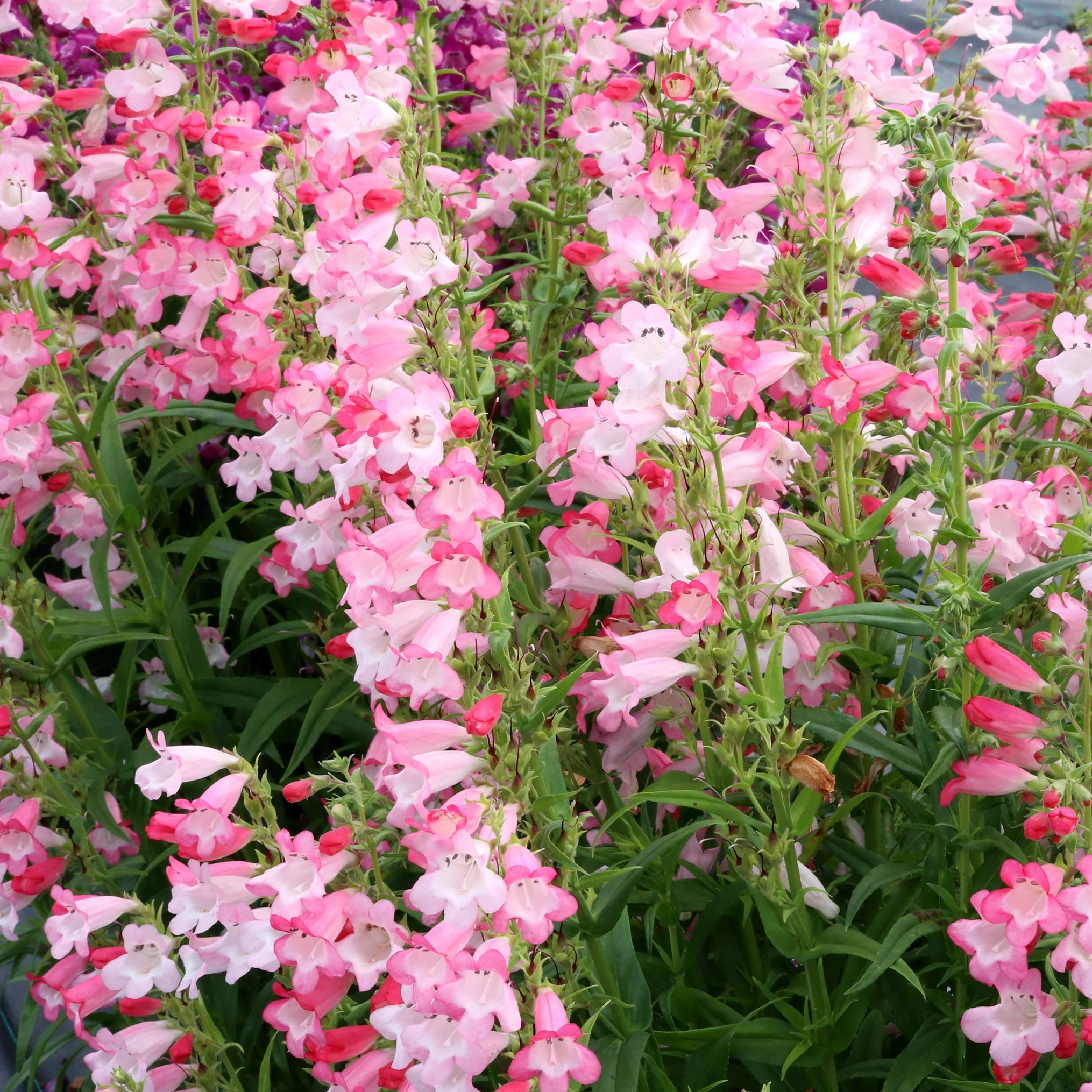 Flock of Flamingos' Penstemon | Creekside Champions™ - Image 4