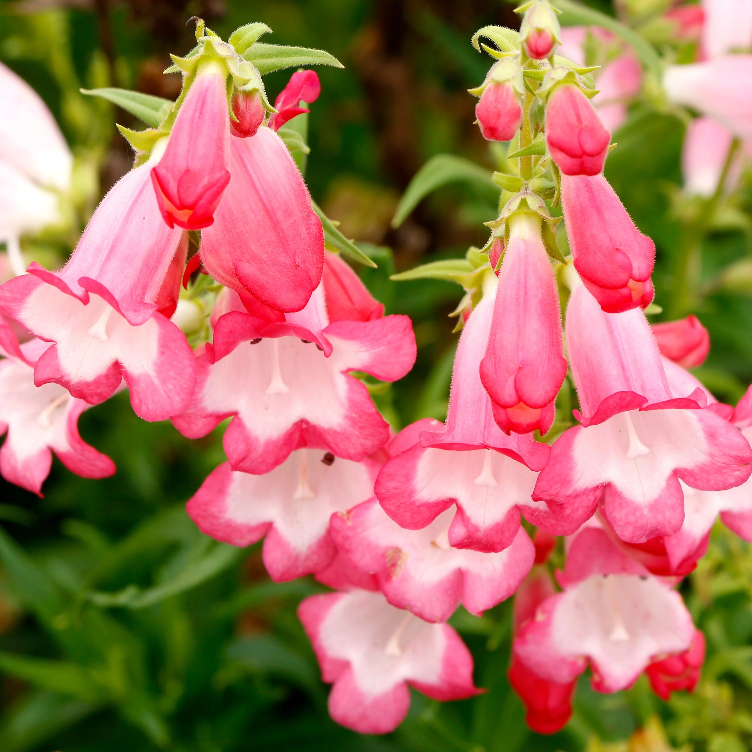 Flock of Flamingos' Penstemon | Creekside Champions™ - Image 5