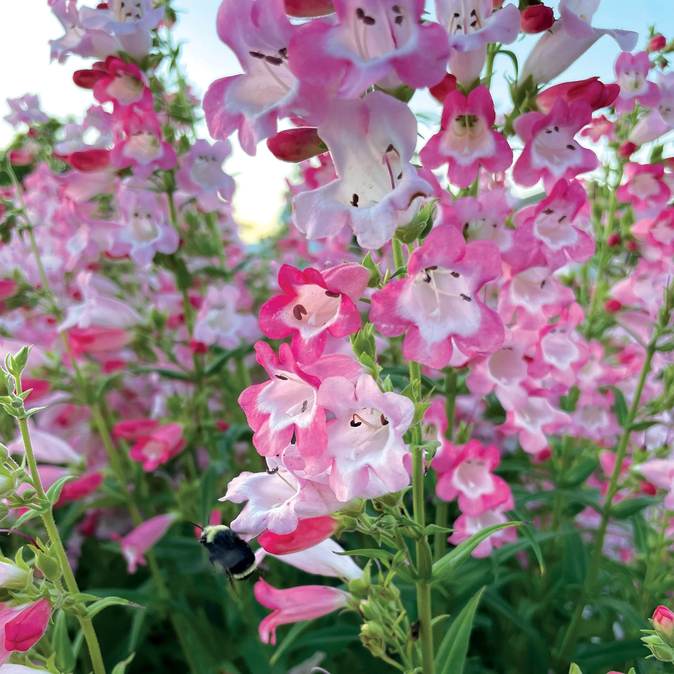 Flock of Flamingos' Penstemon | Creekside Champions™ - Image 6