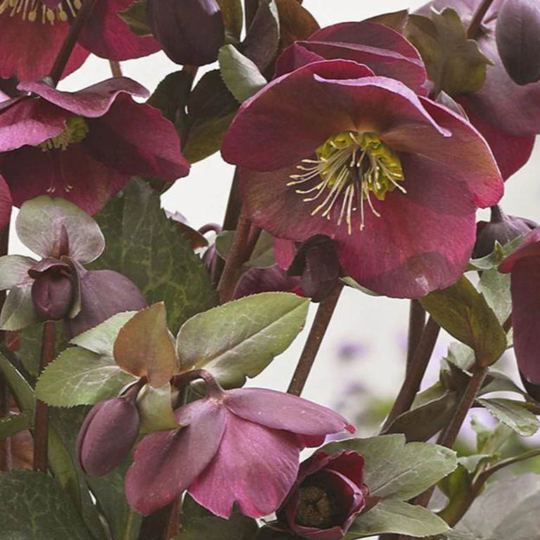 FrostKiss™ Anna's Red Hellebore