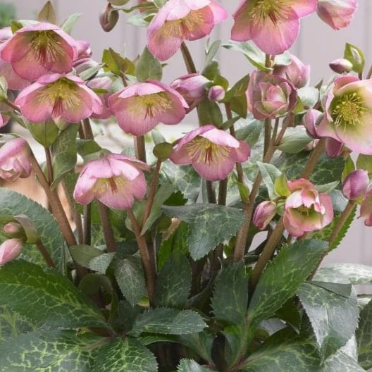 Frostkiss® Dorothy’s Dawn Hellebore