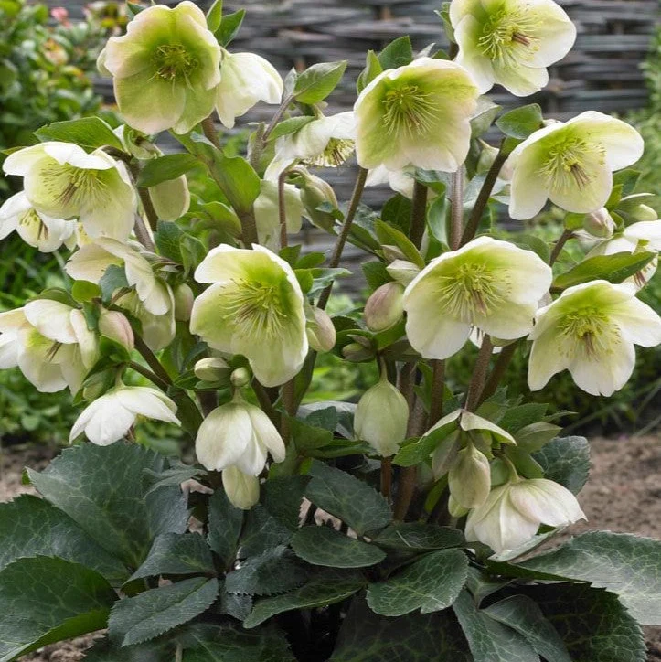 Frostkiss® Molly's White Hellebore