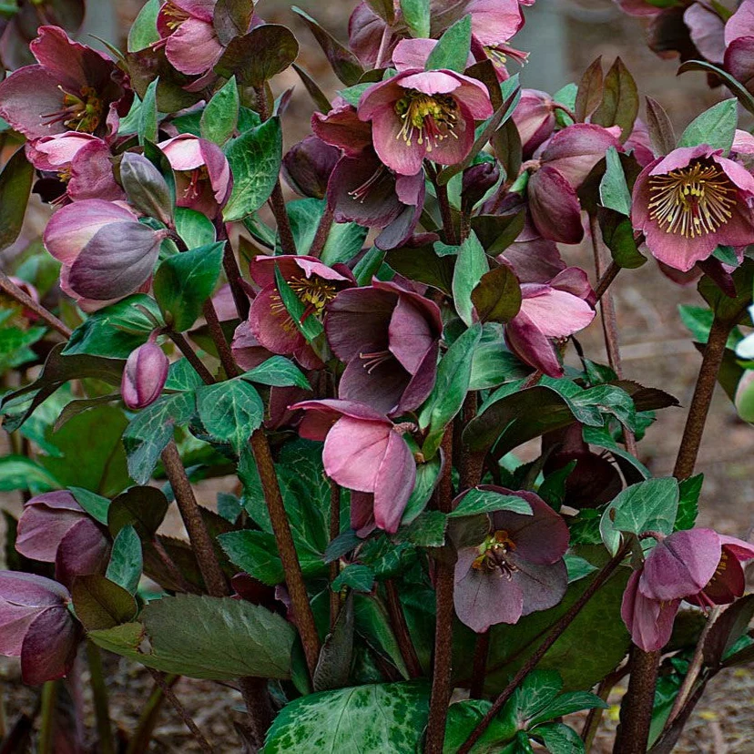 Frostkiss® Pippa’s Purple Hellebore